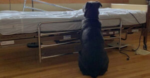 Hartverscheurend: trouwe hond wacht tevergeefs naast het bed van overleden baasje