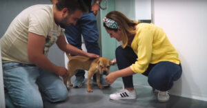 Zwerfhond huilt van blijdschap als ze wordt geadopteerd..