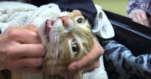 Té lief: 7 wel heel typische geluiden die katten maken!