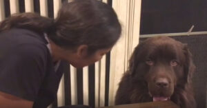 Hilarisch: grote hond vraagt om een knuffel…