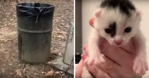 Nestje huilende kittens net op tijd gevonden in de vuilnis..