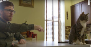 Moeten katten niets van jou hebben? Met deze trucs zorg je ervoor dat ze je leuk gaan vinden!