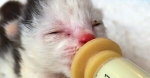 Klein kitten raakte verbrand door de hete zon. Maar kijk haar nu ineens..