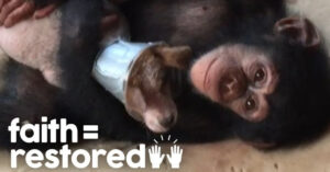 Zieke weespup herstelt met hulp van een aantal… chimpansees!