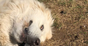 Hond wil niet naar binnen. En dus doet ‘ie elke keer hetzelfde om z’n baasje te ‘foppen’!