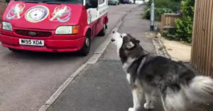 Grappige hond wacht elke dag netjes op de ijscowagen!