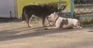 Lieve zwerfhond doet er álles aan om vastgebonden vriendje te bevrijden!