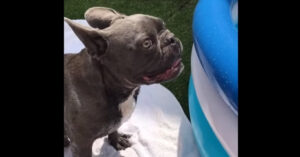 Zijn baasjes hebben een zwembad in de tuin neergezet. En dus wordt deze hond helemaal gek!