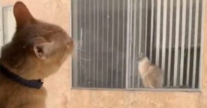 Deze nieuwsgierige katten bekijken elke dag via het raam..