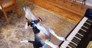 Pianohondje ‘Buddy Mercury’ is terug met een nieuw liedje. En wat is ‘ie goed!
