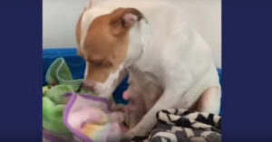Deze pitbull werd zwanger achtergelaten in asiel. Maar toen zag deze liefdevolle familie haar..