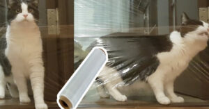 Nieuwe ‘challenge’: hoe reageert deze nieuwsgierige kat op doorzichtige folie?