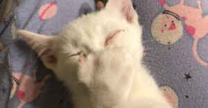 Baby’s die op hun duim zuigen? Nou, deze lieve kat doet dat ook!