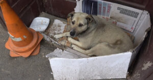 Hond leefde heel haar leven op straat. Totdat een toerist haar zag liggen..