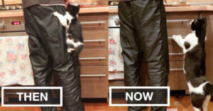 Geweldig! Nu vs. 3 jaar geleden. Baasje filmt z’n kat op precies dezelfde manier