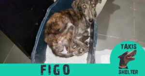 Magere zwerfhond werd van straat gered. Nu geeft hij zijn redder elke dag héél veel knuffels!