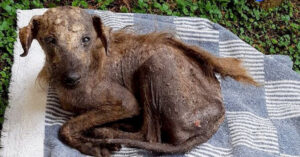 Deze zwerfhond ziet er meer dood uit dan levend en dat maakt haar redder aan het huilen..