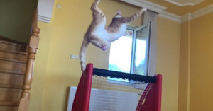 Nieuwe voetbalseizoen begonnen? Deze kat kan keepen als de beste!