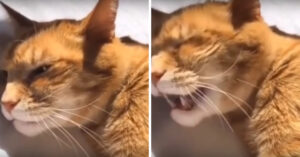 Té schattig: kat zingt ‘Twinkle Twinkle Little Star’