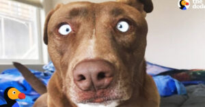 Deze hond heeft een heel ‘gek’ uiterlijk. Maar haar bazin vindt d’r perfect!