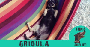 Hij redde meer dan 350 zwerfhonden, maar deze hond is zijn absolute favoriet!