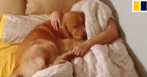 Deze hond wil graag naast z’n baasje slapen, héél graag!
