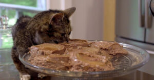 Deze kat is jarig en dat verdient natuurlijk een complete verjaardagstaart!