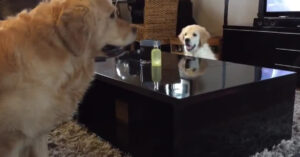 Slimme golden retriever is z’n grote broer te slim af!