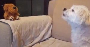 Hilarisch gesprek tussen hond en speelgoedhond die geluiden exact nabootst!