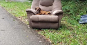Hond wordt gedumpt met favoriete stoel – “Je moet je schamen om je hond zoiets aan te doen”