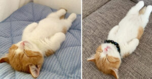 Filmpje van schattig slapende kat gaat viraal!