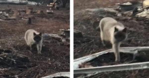 Zij raken hun kat kwijt na een verwoestende brand en vrezen het ergste…