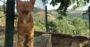 Gewonde zwerfkat is super blij als ze de kliniek na de behandeling mag verlaten!