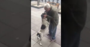 Hond leeft 3 jaar lang op straat. Maar dan hoort hij een bekende stem…