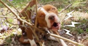 Pitbull die is vastgebonden aan een boom, blijkt het liefste hondje ooit!