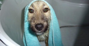 Deze hond heeft nog nooit liefde gekend. Bekijk z’n reactie als ‘ie voor het eerst in bad mag…