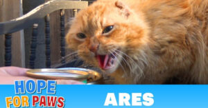 Een kat zonder oren, geen tanden en geen huis heeft hard hulp nodig