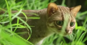 Dit is de kleinste kat op aarde. En nee, het is geen tamme kat..