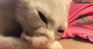 Het geluid van een spinnende kat is heel lief! Maar bij deze kat wordt het net iets té schattig!