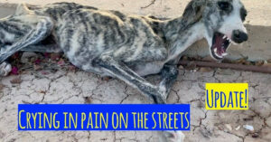 Sterk vermagerde zwerfhond ligt midden op straat te huilen. Dan is er eindelijk iemand die luistert..