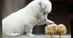 Deze spelende pup en kuikentjes maken je dag!