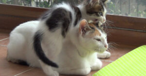 Hoe het is om moeder te zijn van 5 drukke kinderen? Deze moederkat laat het zien…
