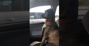 Hond is ontstemd nadat hij mee moest naar de dierenarts