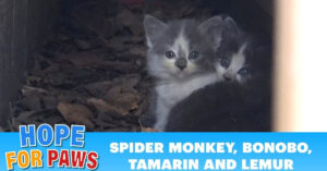 Deze piepkleine kittens wachtten op hun moeder. Maar die kwam nooit meer terug..