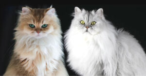 Deze 2 Nederlandse katten zijn wel héél erg fotogeniek!