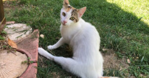 Hij volgt een manke kat. Dan ziet hij waarom ze elke dag langskomt..