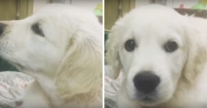Schattig hondje is wat in de war door haar eigen hik…