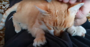 Hoe weet je of een kat je leuk vindt? Deze tekens laten zien dat ‘ie echt van je houdt!