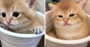 Schattig kittentje zit in een bloempot. En ineens worden d’r oogjes wel heel zwaar…