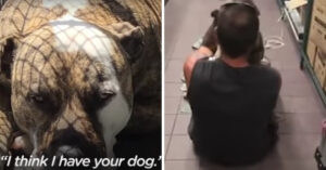 Man en zijn hond raken elkaar kwijt na een auto-ongeluk…
